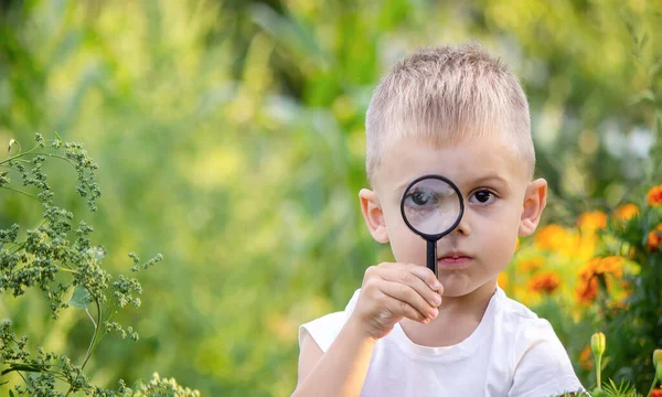 Child Looks Insects Bowl Magnifying Glass Nature Selective Focus — Stock Photo, Image