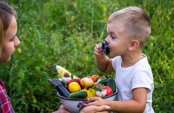 Bir Çocuk Büyüteçle Kasedeki Taze Sebzelere Bakıyor Doğa Seçici Odak — Stok fotoğraf