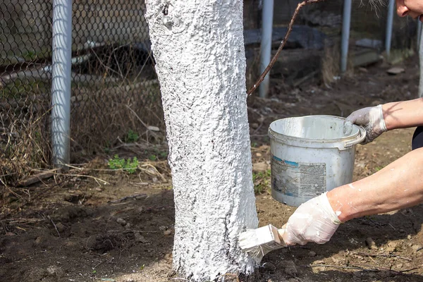 Meisje Whitewashing Een Boom Romp Een Voorjaar Tuin Witwassen Van — Stockfoto