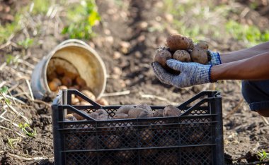 Patates topluyorum. İyi hasat. Çiftçi patatesleri elinde tutuyor. seçici odak