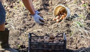 Patates topluyorum. İyi hasat. Çiftçi patatesleri elinde tutuyor. seçici odak