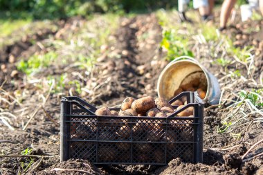 Patates topluyorum. İyi hasat. Çiftçi patatesleri elinde tutuyor. seçici odak
