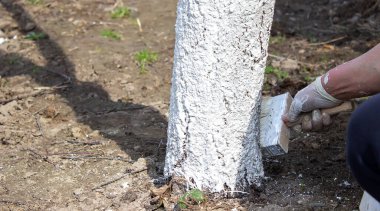 Bahar bahçesinde ağaç gövdesini boyayan bir kız. Bahar ağaçlarının beyazlatılması, böceklerden ve böceklerden korunma. Seçici odaklanma.