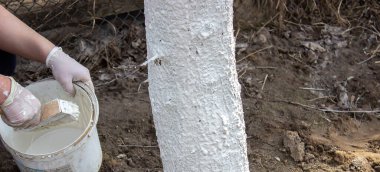 Bahar bahçesinde ağaç gövdesini boyayan bir kız. Bahar ağaçlarının beyazlatılması, böceklerden ve böceklerden korunma. Seçici odaklanma.