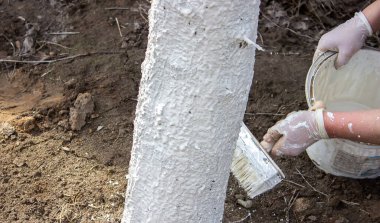 Bahar bahçesinde ağaç gövdesini boyayan bir kız. Bahar ağaçlarının beyazlatılması, böceklerden ve böceklerden korunma. Seçici odaklanma.