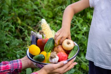 Bahçedeki çocuk elinde sebzelerle. Seçici odaklanma. Doğa.
