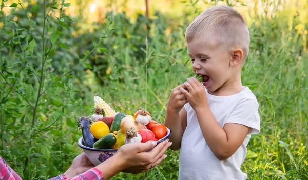 Bahçedeki Çocuk Elinde Sebzelerle Seçici Odaklanma Doğa — Stok fotoğraf