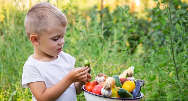 Bahçedeki Çocuk Elinde Sebzelerle Seçici Odaklanma Doğa — Stok fotoğraf
