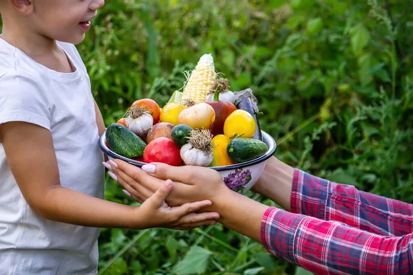 Bahçedeki çocuk elinde sebzelerle. Seçici odaklanma. Doğa.