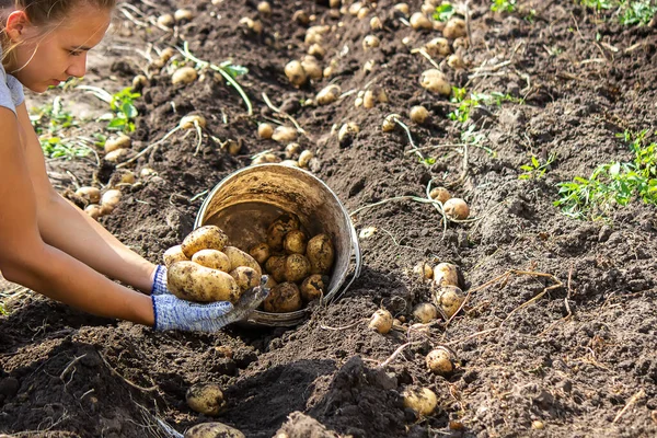 Patates topluyorum. İyi patates hasadı. seçici odak