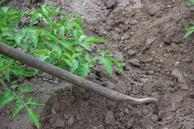 Kadın bahçe yataklarından hoşlanıyor. Bahçedeki yabani otlar. Tarım işi. Seçici odak