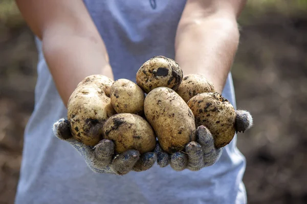 Patatas Cultivadas Jardín Granjero Tiene Verduras Sus Manos Comida Enfoque — Foto de Stock