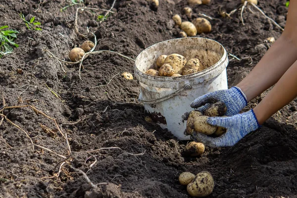 Bahçesinde patatesler yetişiyor. Çiftçi elinde sebze tutuyor. Yiyecekler. seçici odak