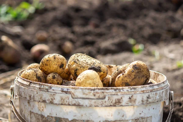 Patatas Cultivadas Jardín Granjero Tiene Verduras Sus Manos Comida Enfoque — Foto de Stock