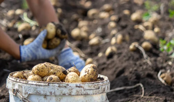 Bahçesinde patatesler yetişiyor. Çiftçi elinde sebze tutuyor. Yiyecekler. seçici odak