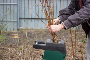 Bir adam bir ağacın kuru dallarını bir Tyrsa 'ya çevirir. seçici odak