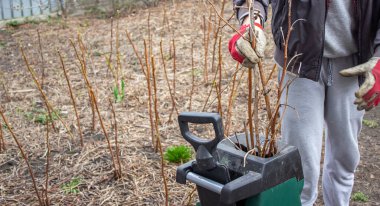 Bir adam bir ağacın kuru dallarını bir Tyrsa 'ya çevirir. seçici odak