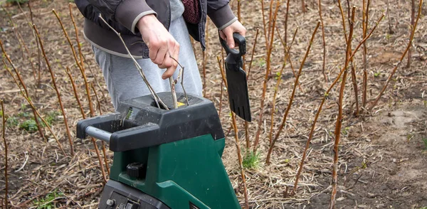 Een Man Onderbreekt Droge Takken Van Een Boom Een Tyrsa — Stockfoto