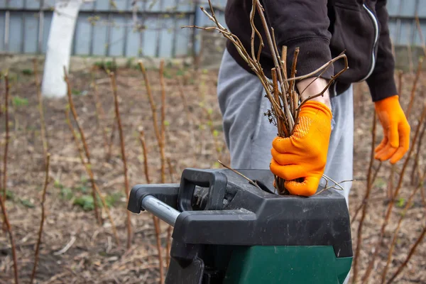 Een Man Onderbreekt Droge Takken Van Een Boom Een Tyrsa — Stockfoto