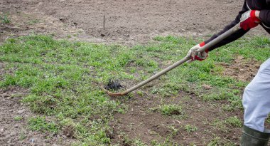 Çiftlikteki yabani otları temizlemek, sebze bahçesi. seçici odak