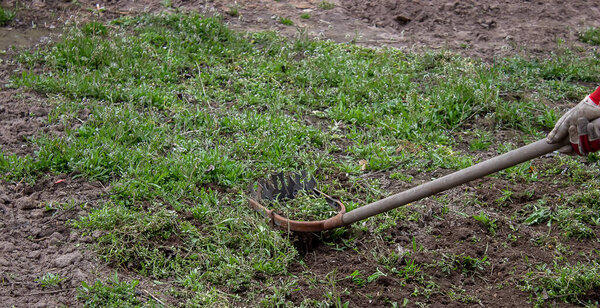 Cleaning weeds on the farm, vegetable garden garden. selective focus