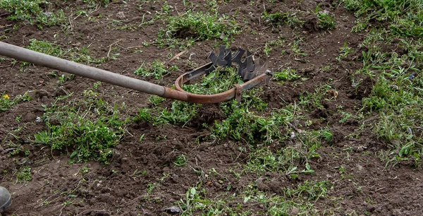 Cleaning weeds on the farm, vegetable garden garden. selective focus