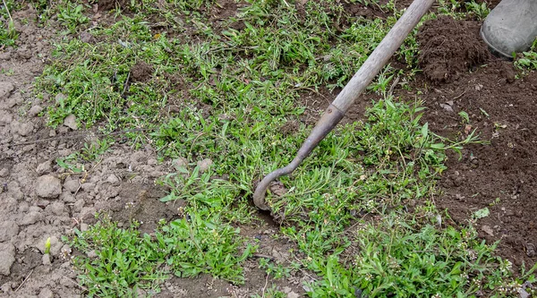 Cleaning weeds on the farm, vegetable garden garden. selective focus