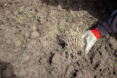 Bir erkek bahçedeki yabani otların, sebze bahçesinin ve çiftliğin kökünü seçer. seçici odak