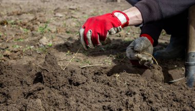 Bir erkek bahçedeki yabani otların, sebze bahçesinin ve çiftliğin kökünü seçer. seçici odak