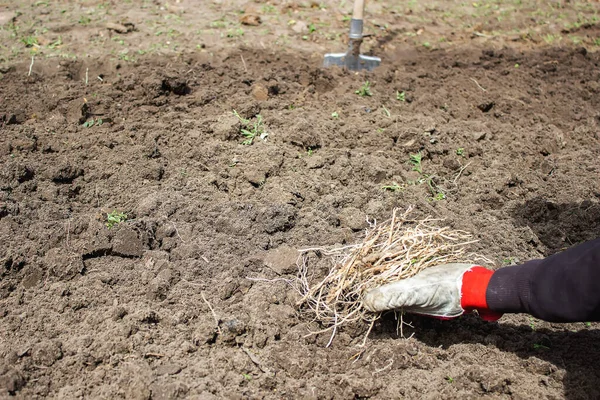 Bir erkek bahçedeki yabani otların, sebze bahçesinin ve çiftliğin kökünü seçer. seçici odak