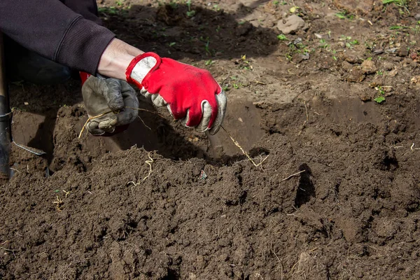 Uomo Sceglie Radici Delle Erbacce Giardino Orto Fattoria Focus Selettivo — Foto Stock