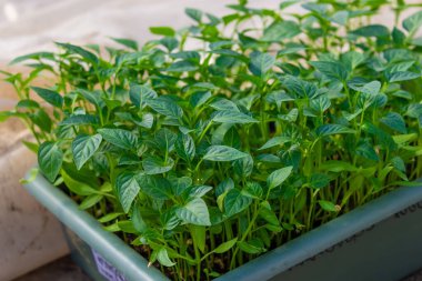 Tatlı biber fideleri yetiştiriyor. seçici odak
