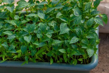 Tatlı biber fideleri yetiştiriyor. seçici odak