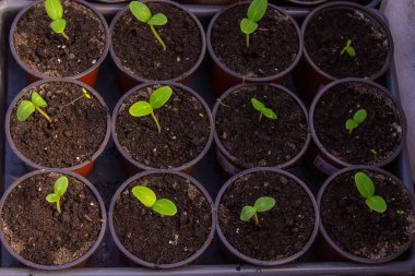 Plastik kaplarda taze salatalık tohumu duruyor. Bir serada salatalık yetiştiriyor. Salatalık fideleri büyüyor. seçici odak