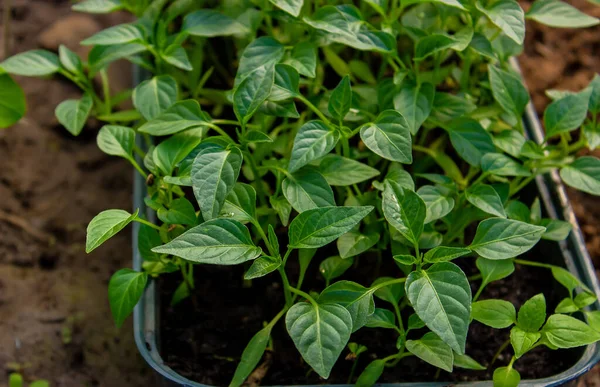 Tatlı biber fideleri yetiştiriyor. seçici odak