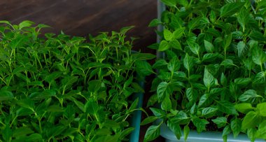 Tatlı biber fideleri yetiştiriyor. seçici odak