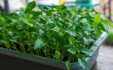 Tatlı biber fideleri yetiştiriyor. seçici odak