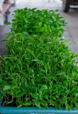 Tatlı biber fideleri yetiştiriyor. seçici odak