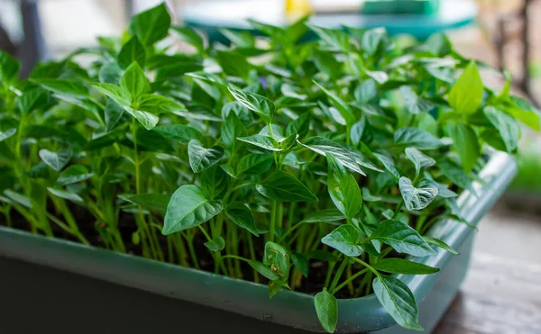 Tatlı biber fideleri yetiştiriyor. seçici odak