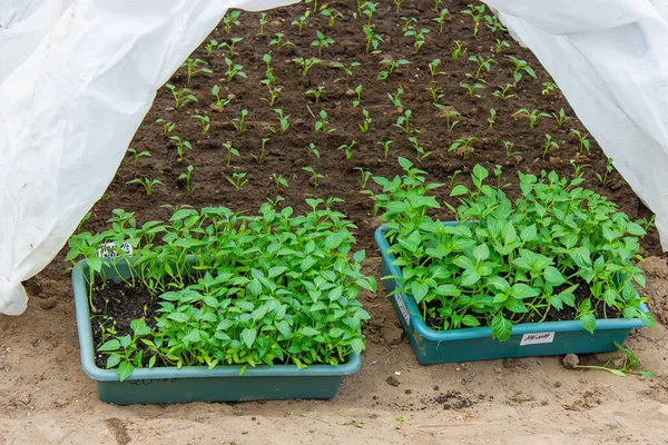 Growing Seedlings Sweet Pepper Selective Focus — Stock Photo, Image