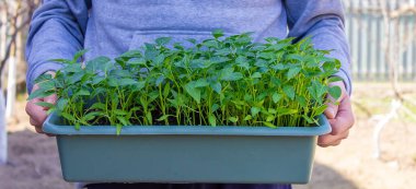 Bahçenin arka planında biber tohumları var. seçici odak