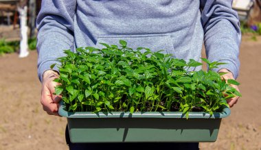 Bahçenin arka planında biber tohumları var. seçici odak