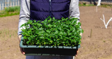 Bahçenin arka planında biber tohumları var. seçici odak