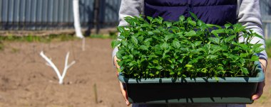 Bahçenin arka planında biber tohumları var. seçici odak