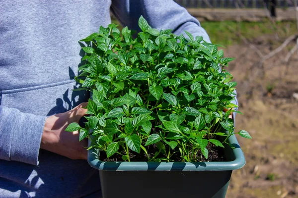 Bahçenin arka planında biber tohumları var. seçici odak