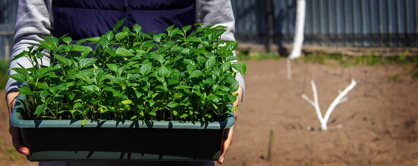 Bahçenin arka planında biber tohumları var. seçici odak