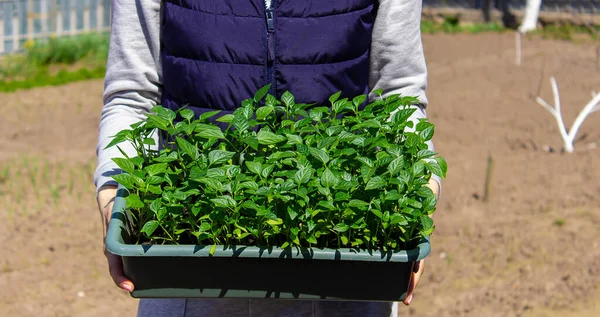 Bahçenin arka planında biber tohumları var. seçici odak