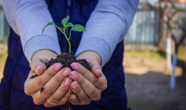 Bir kız elinde biber tohumları tutuyor, bir bahçenin, çiftliğin, seranın zeminine karşı. seçici odak