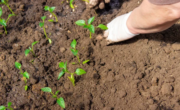 Eine Frau Pflanzt Paprika Setzlinge Ein Gewächshaus Sämlinge Von Paprika — Stockfoto