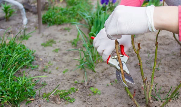 Close Gardeners Protective Gloves Garden Pruner Doing Spring Pruning Rose — Stock Photo, Image